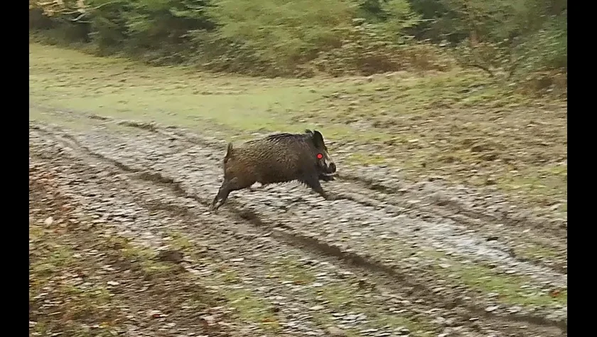 [Vidéo] Compilation de tirs grands gibiers en Shotkam (Belgique)