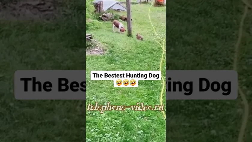 [Vidéo] Compilation des moins bons chiens de chasse
