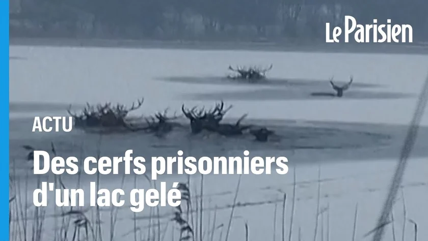 [Vidéo] Des dizaines de cervidés prisonniers de la glace