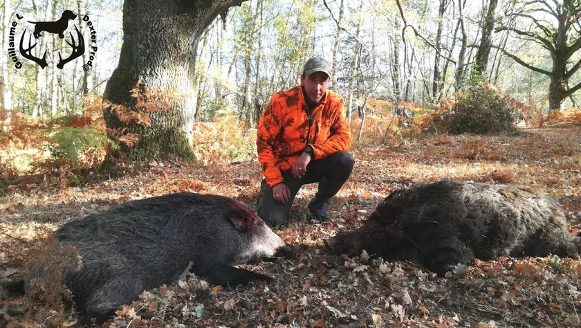 Vidéo : parties de chasse aux sangliers en Sologne
