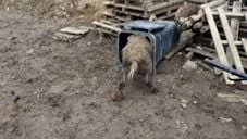 Vidéo : quand un sanglier fait les poubelles