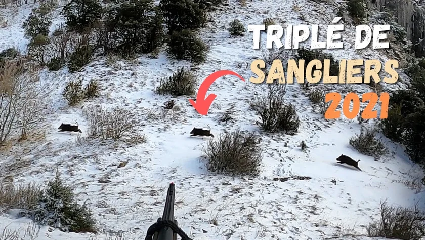 [Vidéo] Un beau triplé de sangliers en montagne