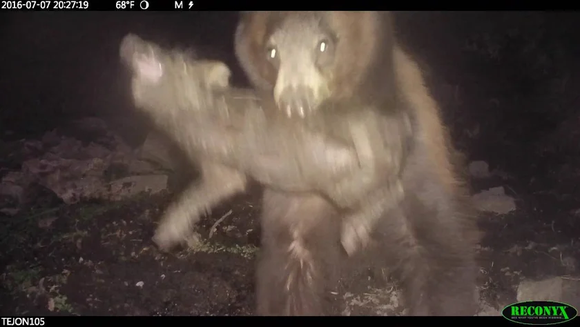 [Vidéo] Un ours noir capture un cochon sauvage devant une caméra