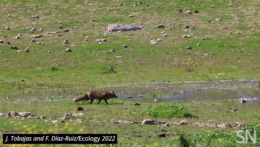 [Vidéo] Un renard pêche des carpes !