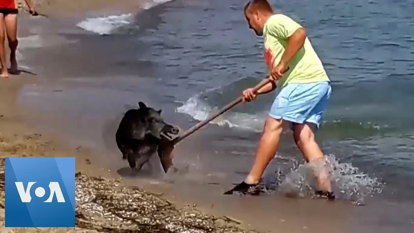 [Vidéo] Un sanglier débarque au beau milieu d’une plage !