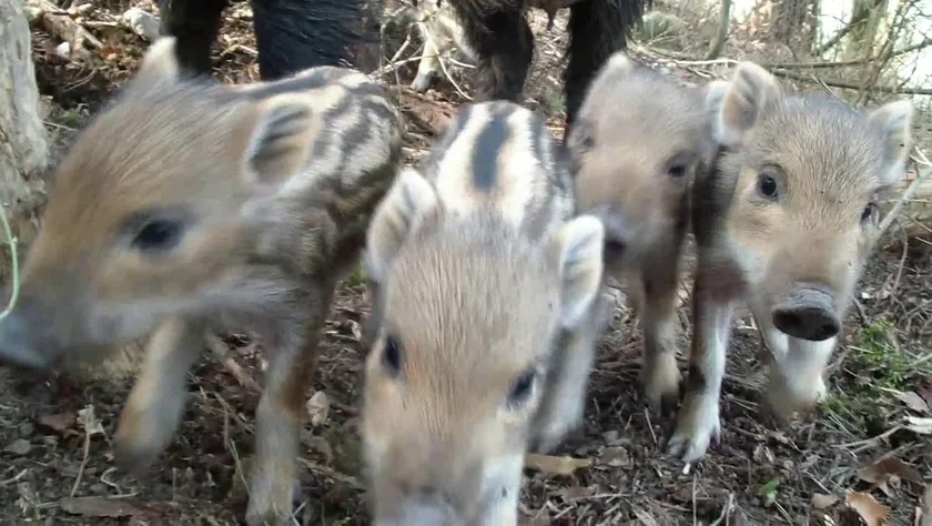 Vidéo : une laie et ses 8 marcassins