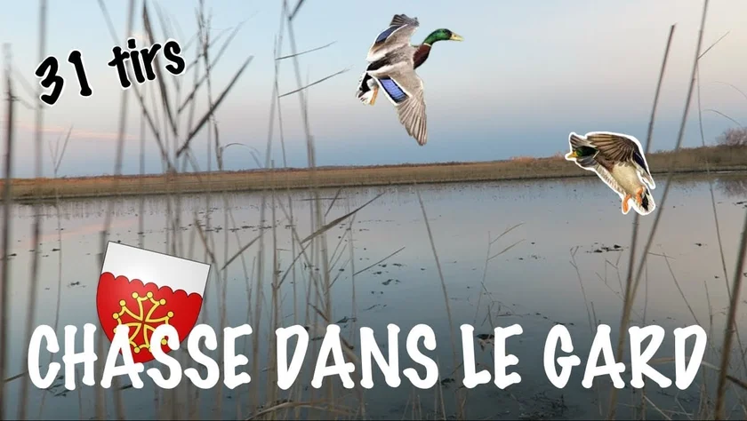 Vidéo : une très belle passée aux canards dans le Gard