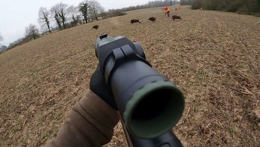 [Vidéo] scène d’anthologie au sanglier