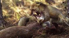 Vidéos : des renards se disputent (violemment) une carcasse de cervidé
