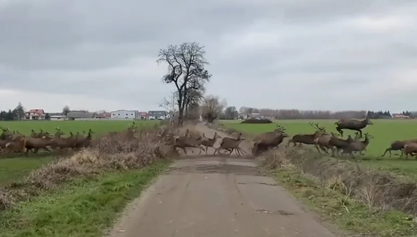 [Vidéo] Une harde de 100 à 200 cervidés