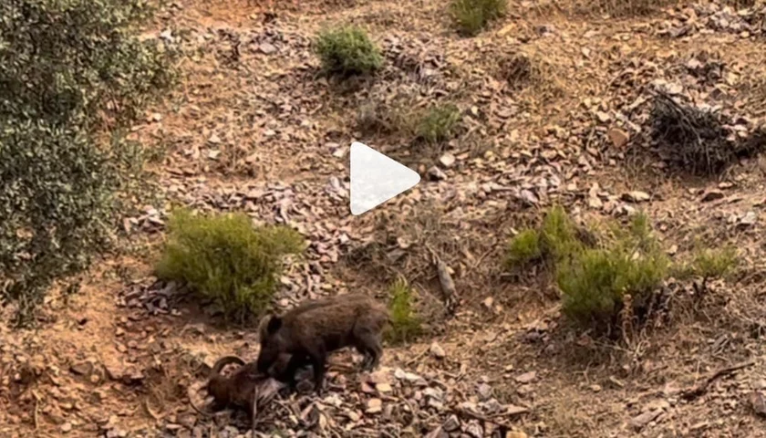[Vidéo] Un sanglier mange un mouflon