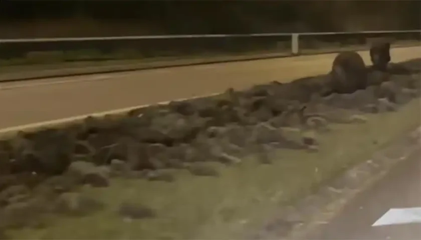 [Vidéo] Des sangliers dévastent un terre-plein à Dombasle-sur-Meurthe