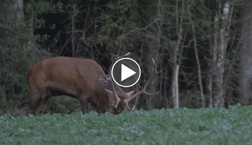 [Vidéo] Les cervidés de Bercé