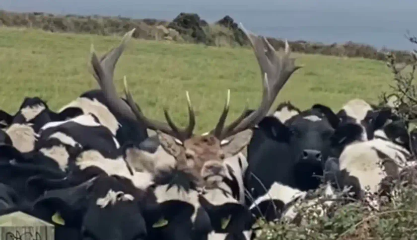 [Vidéo] Un cerf pas franchement expert en cache-cache