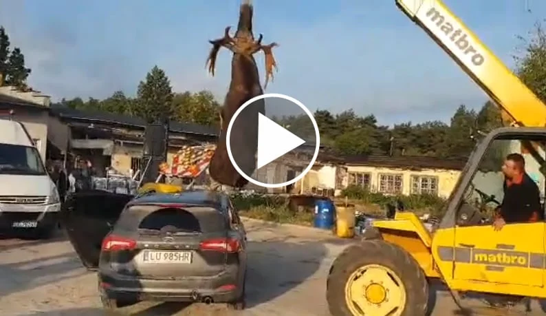 Vidéo : un élan broie un Ford Focus