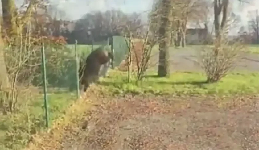 [Vidéo] Un sanglier stoppé net par un grillage