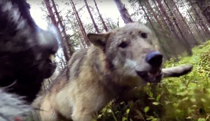 Vidéo : un chien de chasse attaqué par 2 loups en Suède