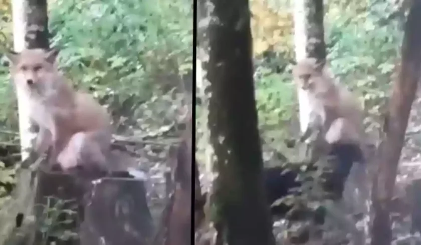 [Vidéo] Un renard fait un ferme