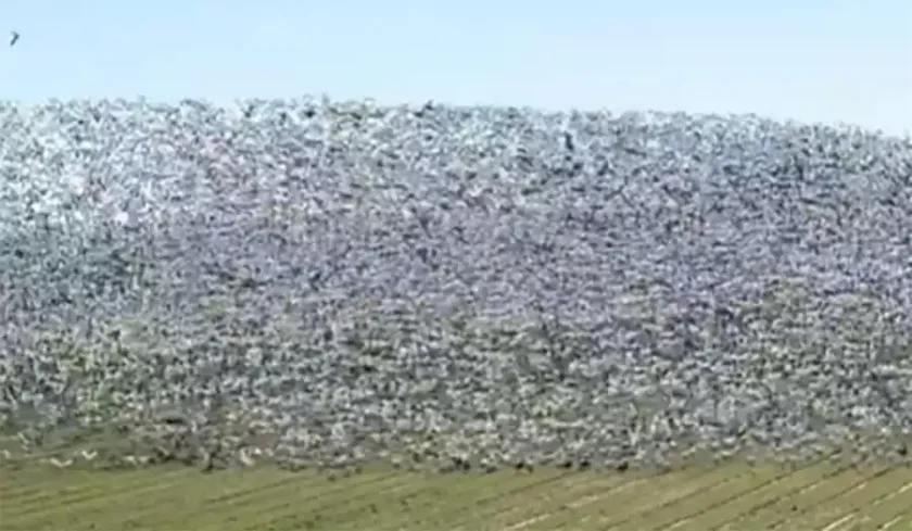 [Vidéo] Des milliers d’oies blanches filmées dans un champ