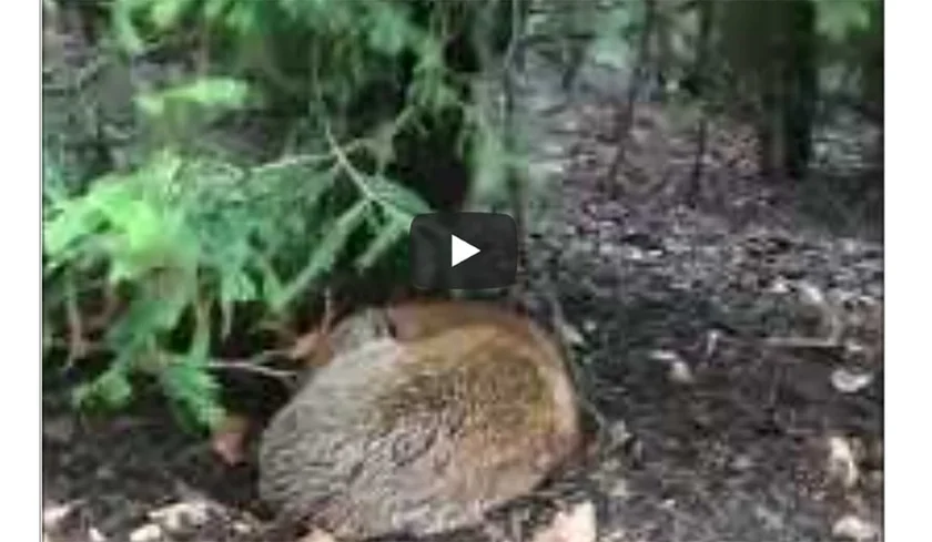 [Vidéo] Un renard surpris en train de dormir en plein jour