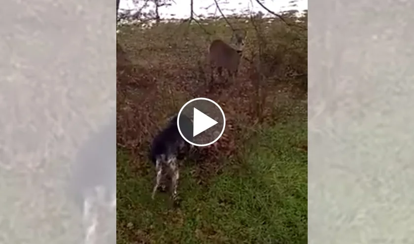 [Vidéo] Un chien de chasse très comédien !