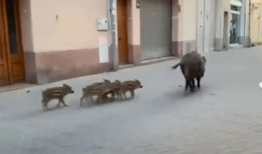 [Vidéo] Une compagnie de sangliers et un labrador sèment la panique