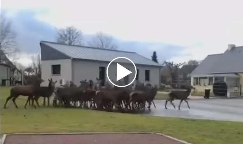 [Vidéo] Une harde de cervidés en pleine zone pavillonnaire