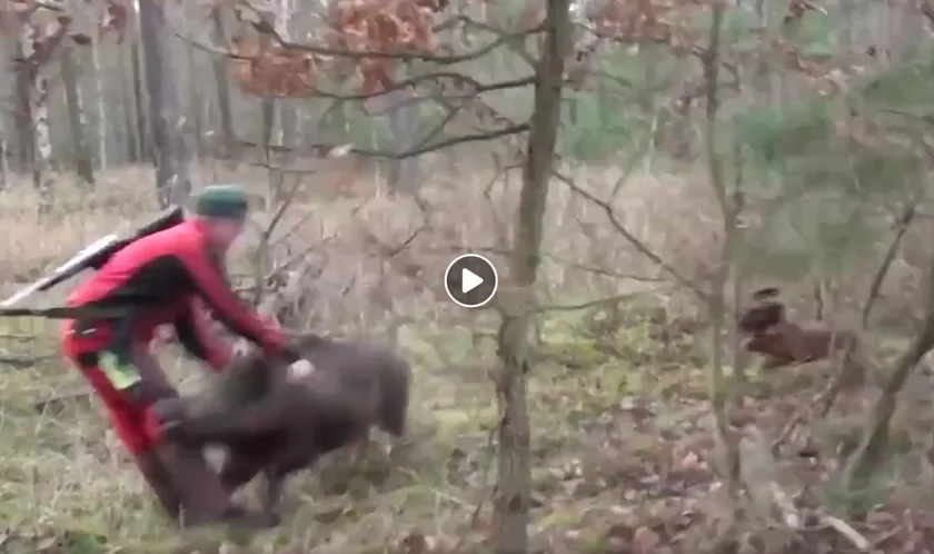 Vidéo : un chasseur sauvé par son chien de chasse