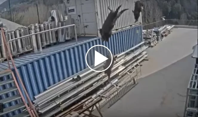 Vidéo : des sangliers pris au piège dans une usine