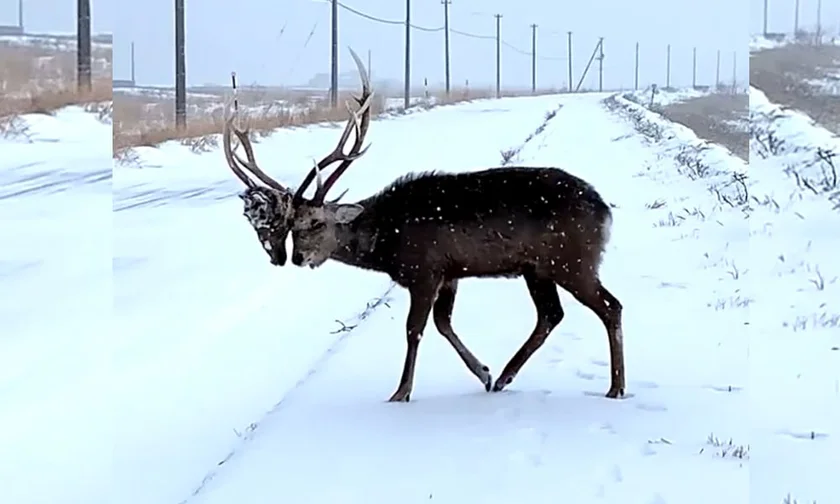 [Vidéo] Un cerf coincé avec la tête arrachée d’un autre