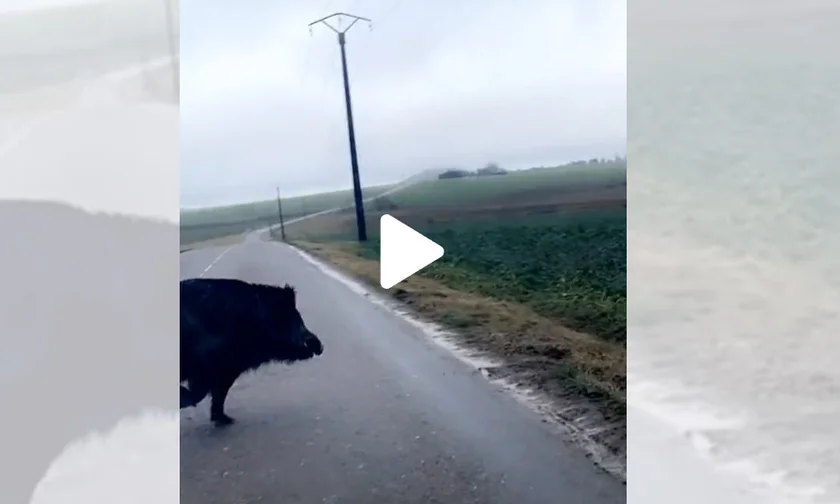 [Vidéo] Un gros sanglier passe juste devant sa voiture
