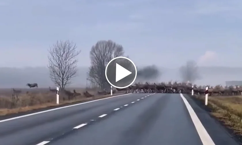 [Vidéo] Une immense harde de cervidés coupe une route