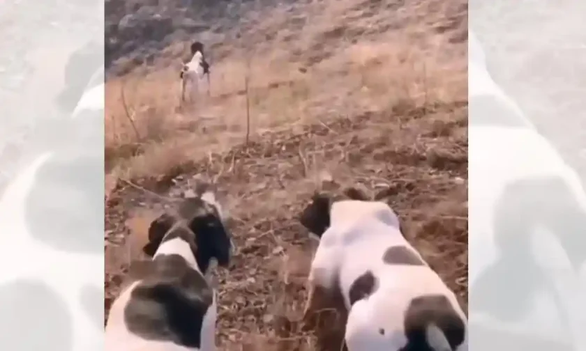 [Vidéo] Trois pointers font un arrêt coulé magnifique