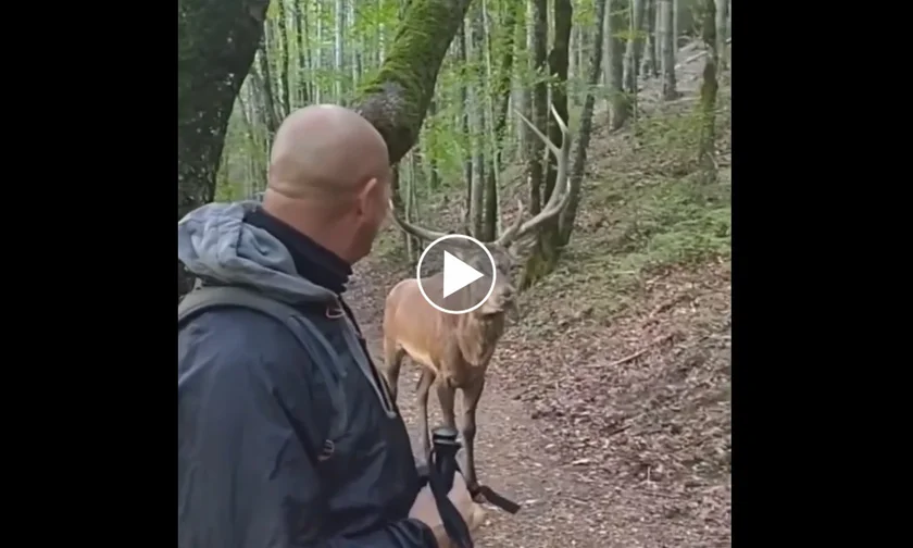 [Vidéo] 2 promeneurs croisent un cerf sur leur route
