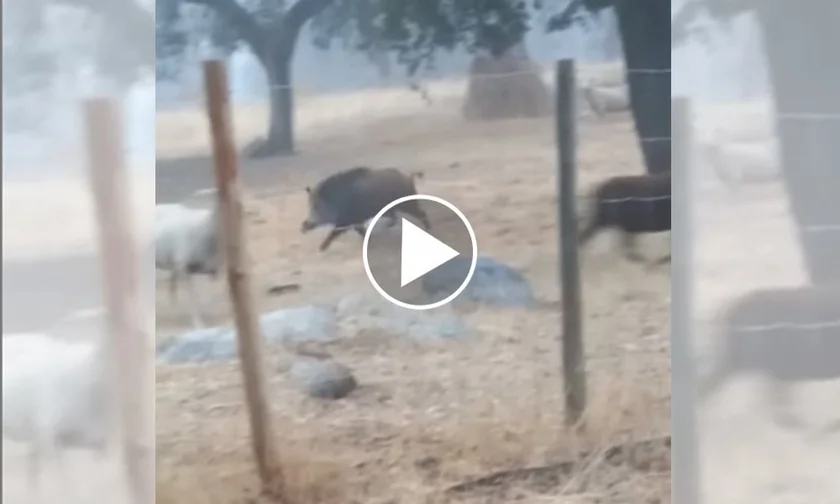 [Vidéo] Un sanglier chasse et tue un agneau