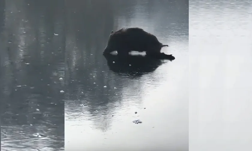 [Vidéo] Un sanglier patine sur un lac gelé d’Allemagne