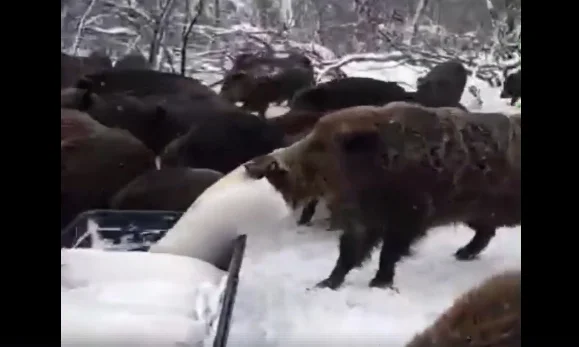 Vidéo chasse