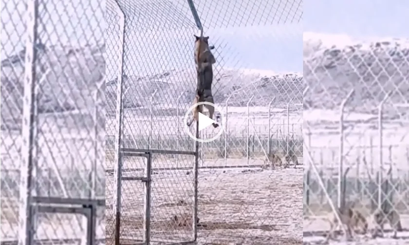 [Vidéo] Un loup passe par dessus une clôture de plusieurs mètres