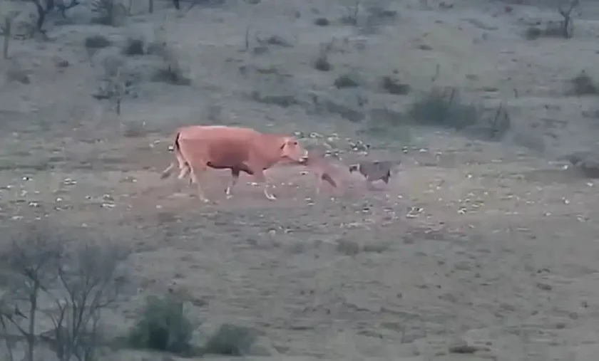 [Vidéo] 2 vaches défendent un veau d’une attaque de loup
