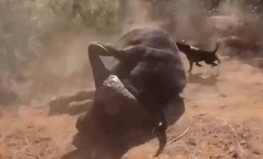 [Vidéo] Un chasseur manque de se faire tuer par un buffle