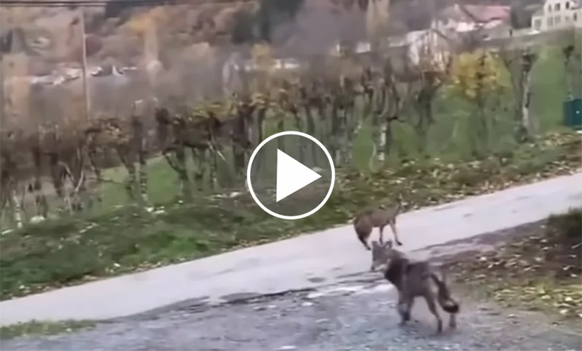 [Vidéo] 2 loups s’introduisent dans la cour d’une ferme en plein jour dans les Alpes
