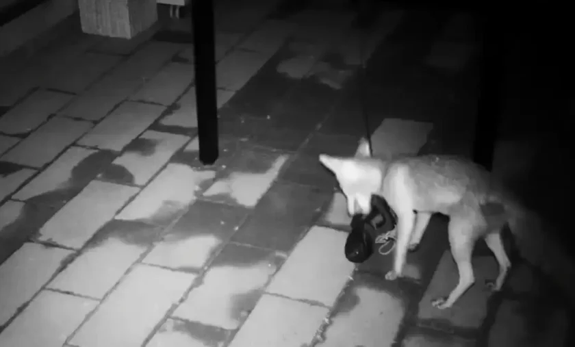 [Vidéo] Des renards voleurs de chaussures dans les Alpes