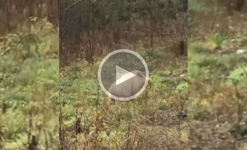 [Vidéo] Un sanglier blanc filmé en forêt : albinisme ou hybride?