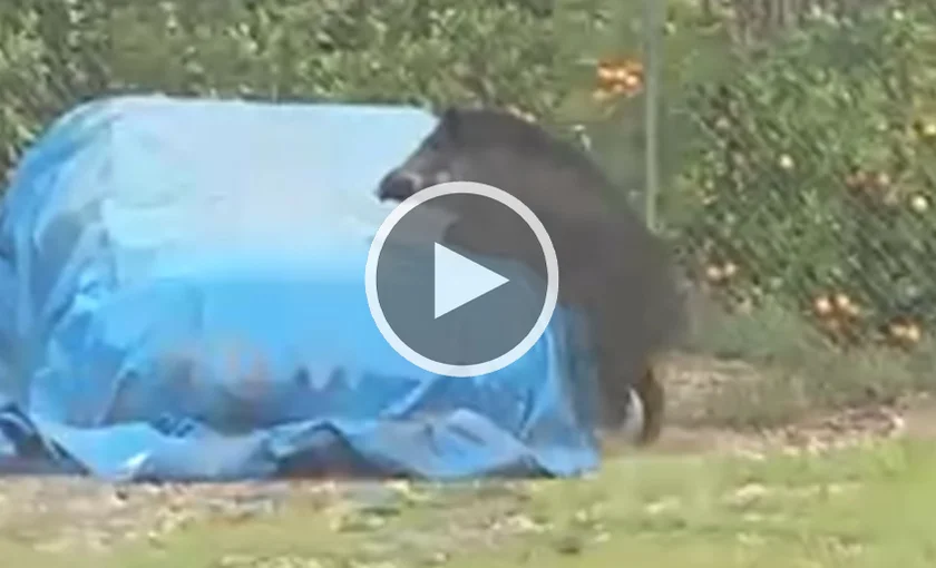 [Vidéo] Un sanglier un peu trop chaud