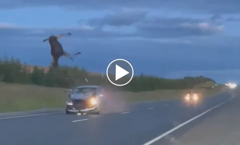 [Vidéo] Terrible accident de la route avec un cervidé