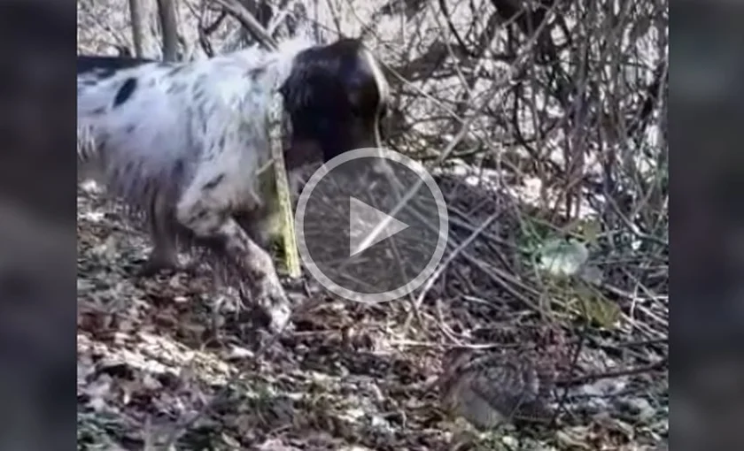 [Vidéo] Un moment magnifique de l’arrêt du chien sur une bécasse en images