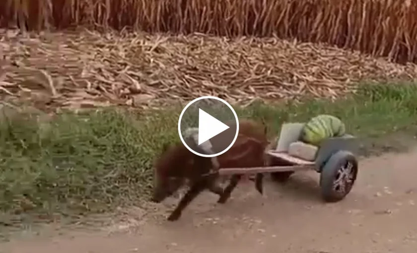 [Vidéo] Un marcassin dressé pour tirer un chariot