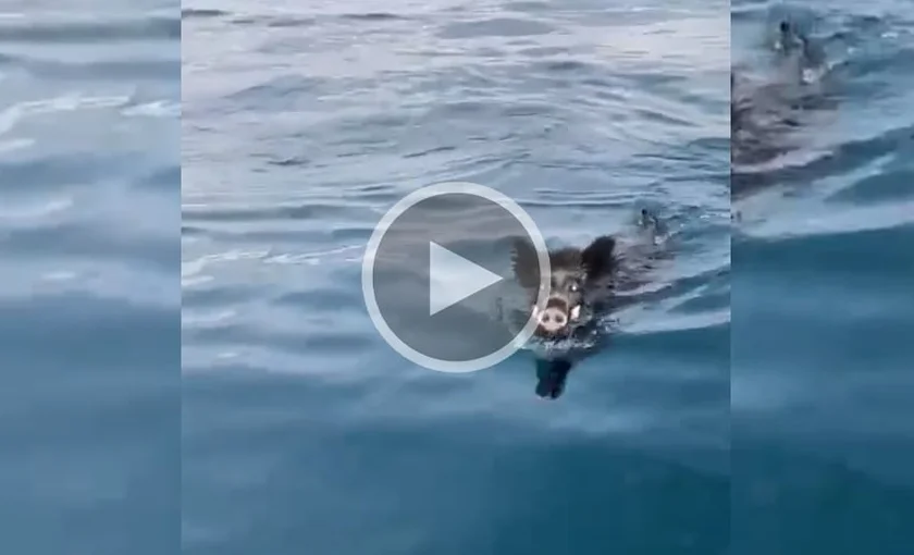 [Vidéo] Rencontrer un sanglier en partant à la pêche en mer
