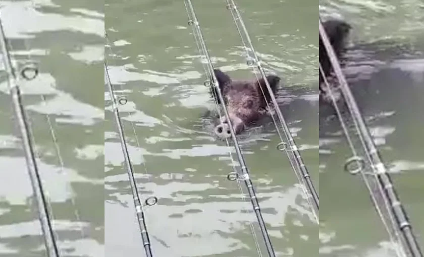 [Vidéo] Un sanglier sous les cannes à pêche !