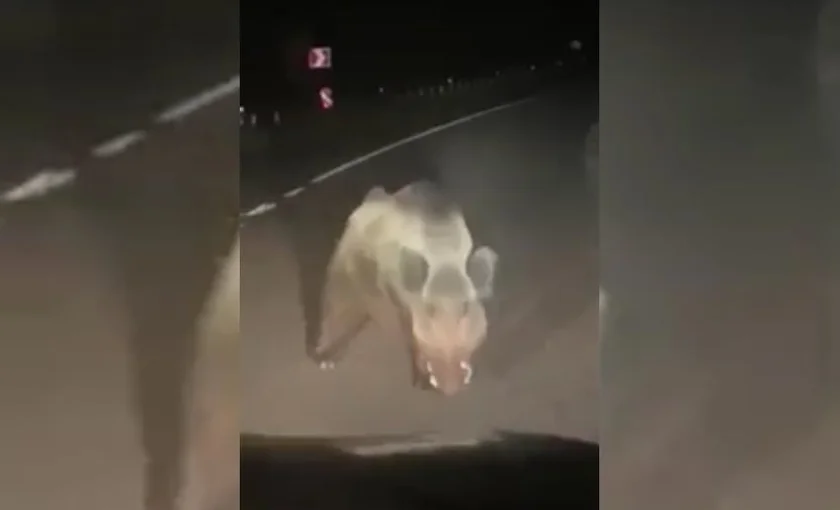 [Vidéo] Un sanglier imposant s’oppose à une voiture en pleine nuit